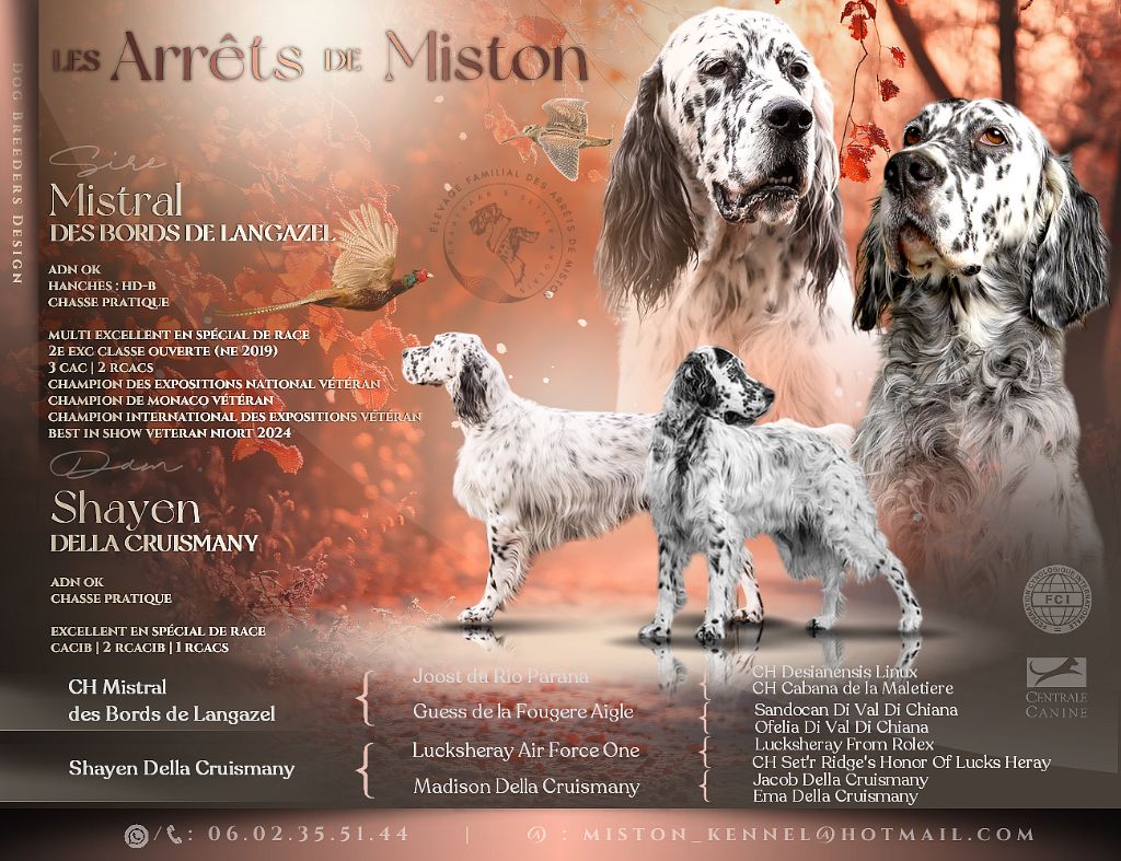 Première portée de Setter Anglais au Arrêts de Miston