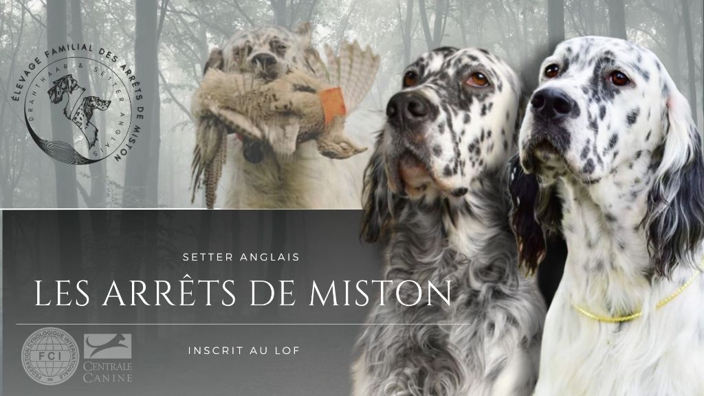 Première portée de Setter Anglais au Arrêts de Miston