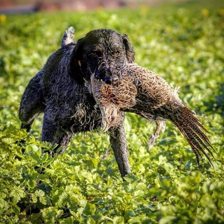 Chasse