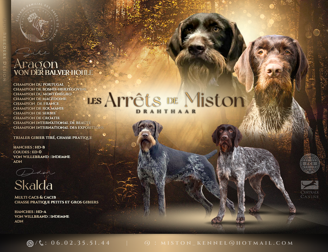 Des Arrêts De Miston - Chien d'arrêt allemand à poil dur - Portée née le 12/04/2025