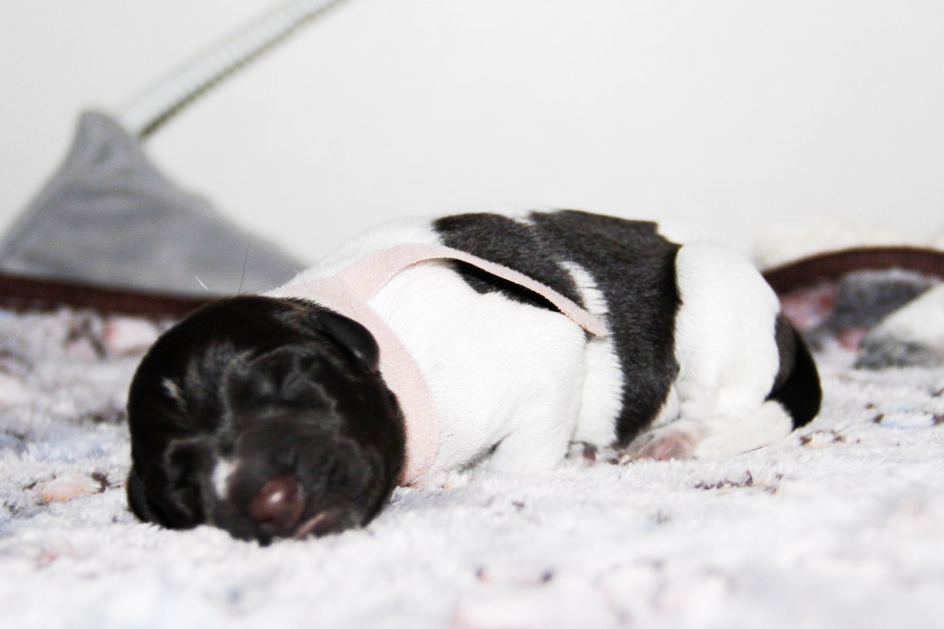 Des Arrêts De Miston - Chiots disponibles - Chien d'arrêt allemand à poil dur