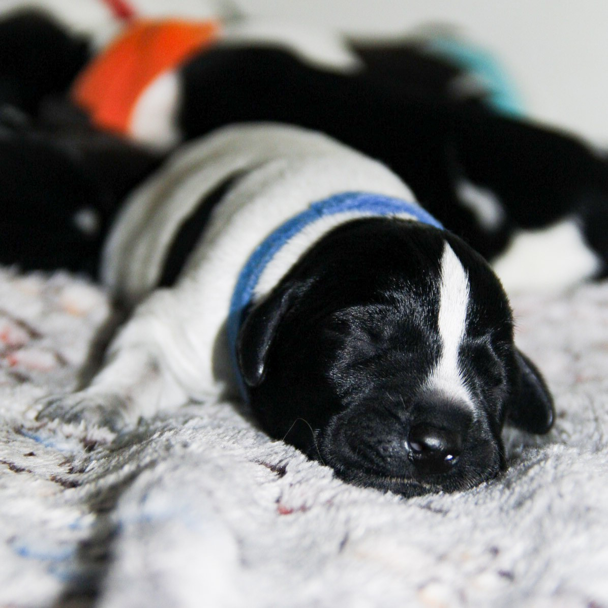 Des Arrêts De Miston - Chiots disponibles - Chien d'arrêt allemand à poil dur