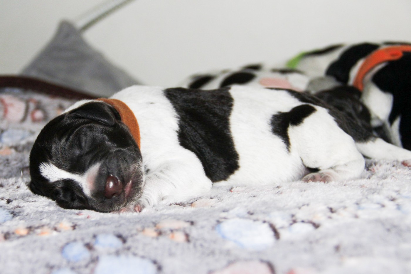 Des Arrêts De Miston - Chiots disponibles - Chien d'arrêt allemand à poil dur