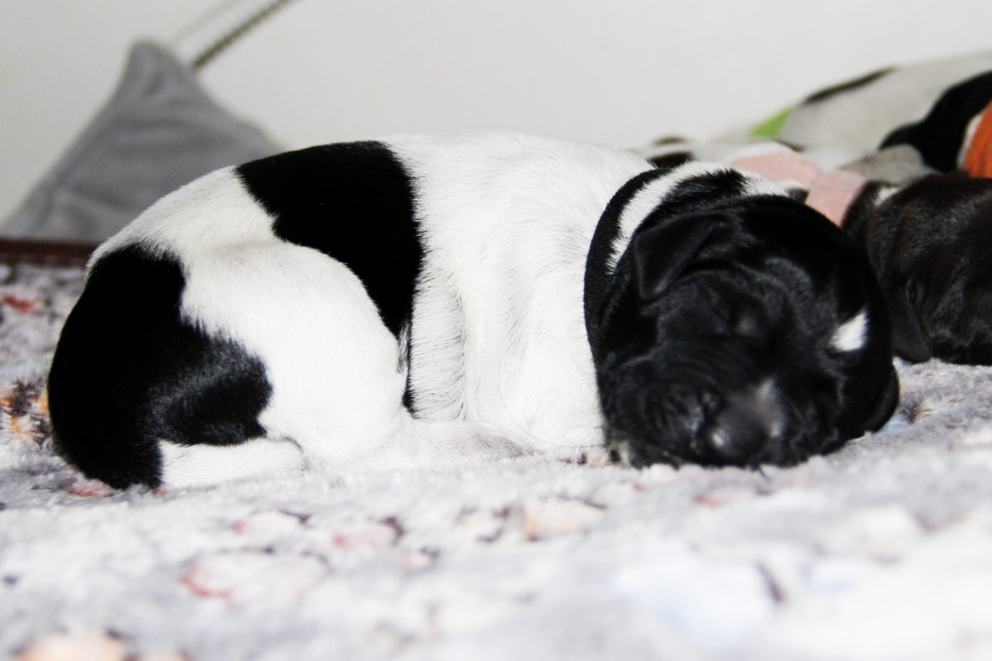 Des Arrêts De Miston - Chiots disponibles - Chien d'arrêt allemand à poil dur