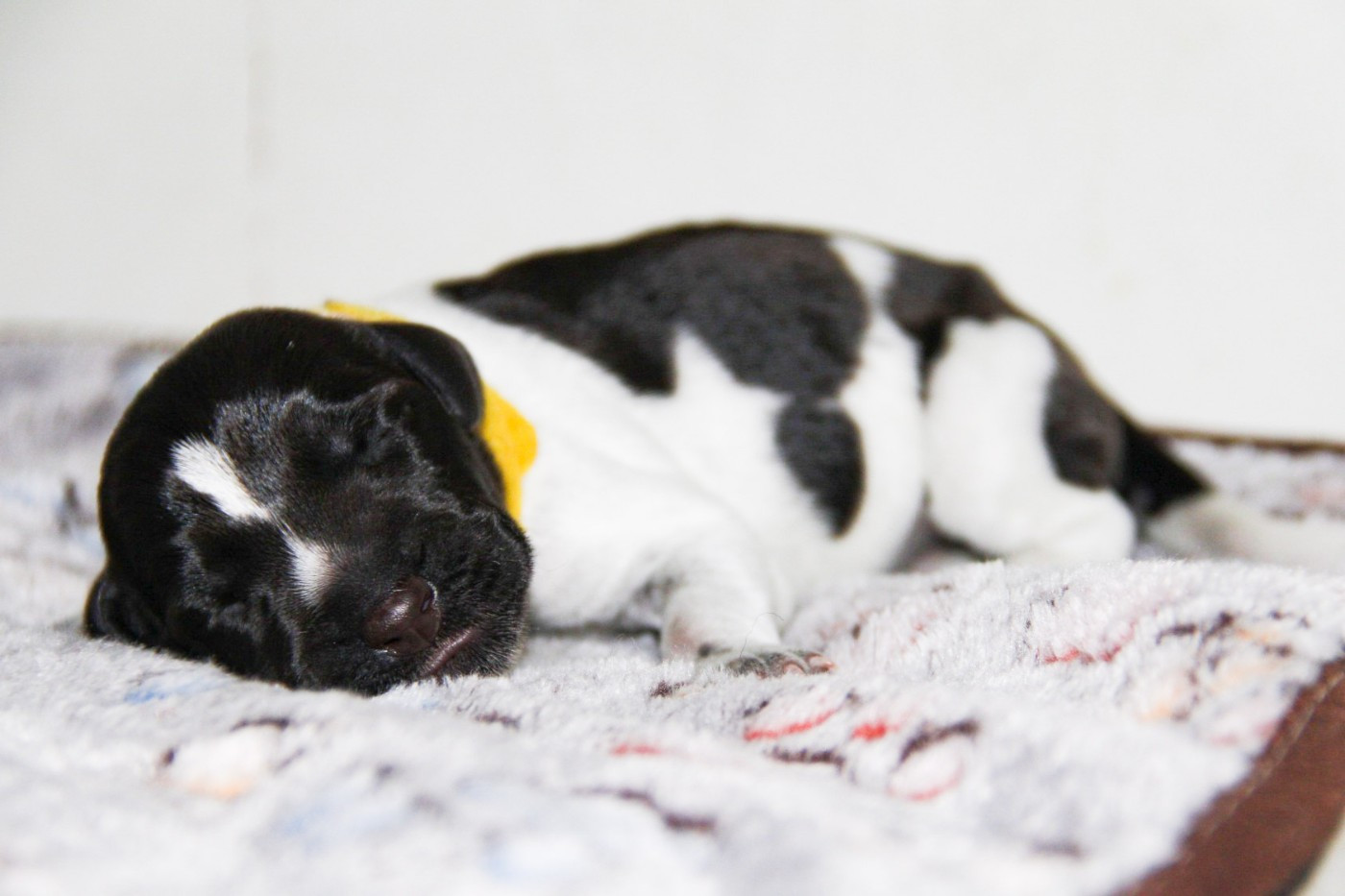 Des Arrêts De Miston - Chiots disponibles - Chien d'arrêt allemand à poil dur