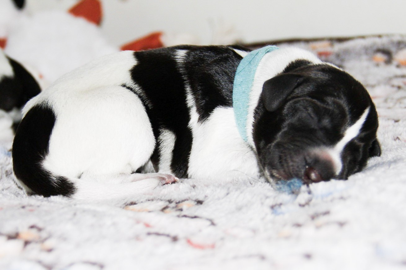 Des Arrêts De Miston - Chiots disponibles - Chien d'arrêt allemand à poil dur