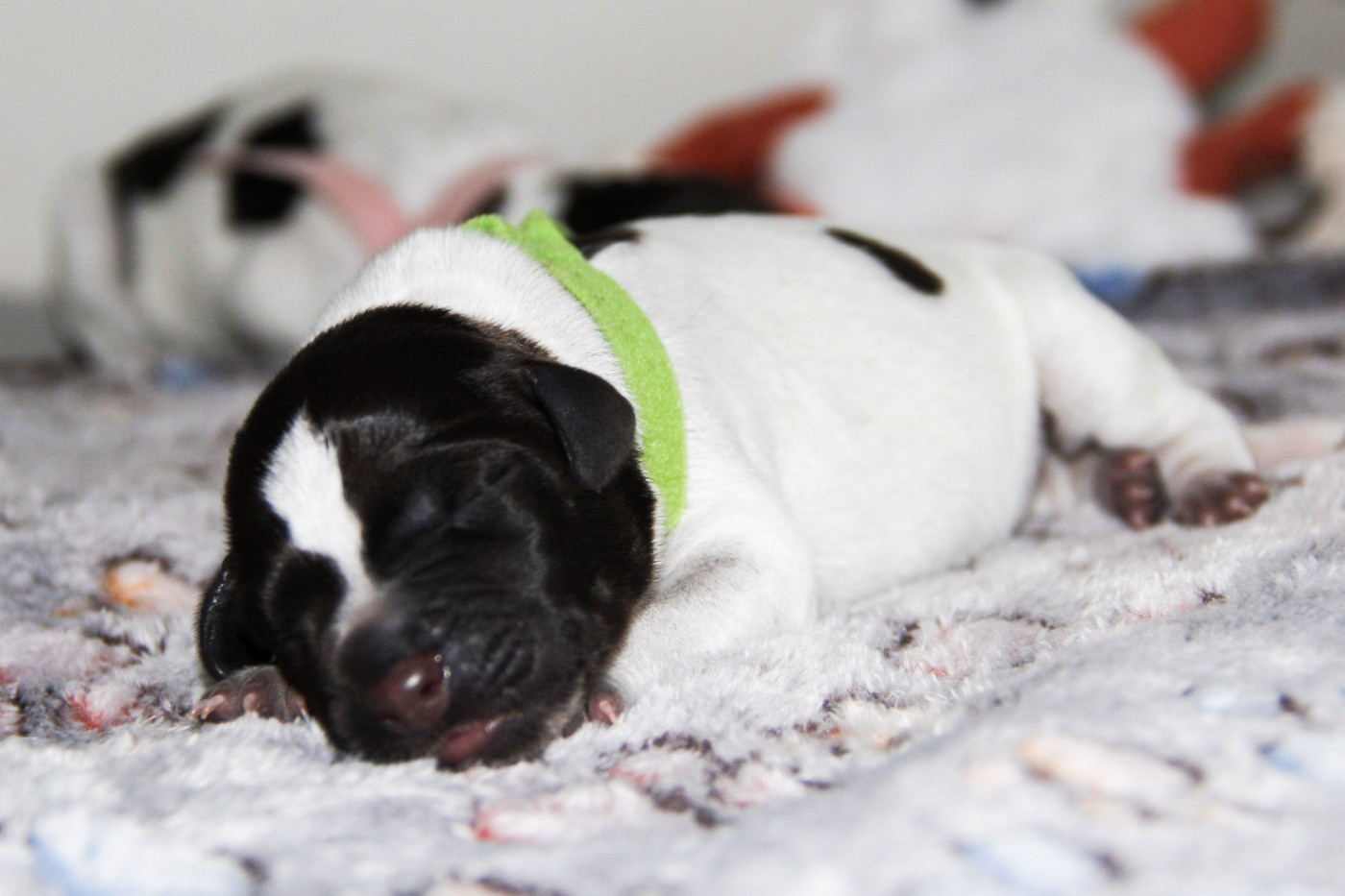 Des Arrêts De Miston - Chiots disponibles - Chien d'arrêt allemand à poil dur