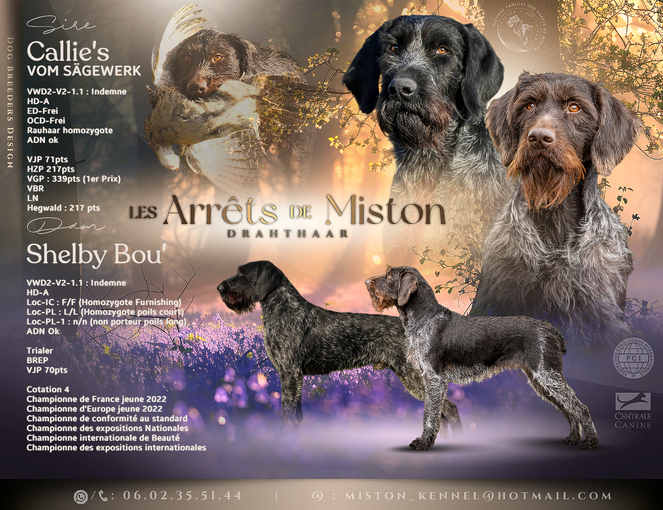 Des Arrêts De Miston - Chien d'arrêt allemand à poil dur - Portée née le 30/04/2026