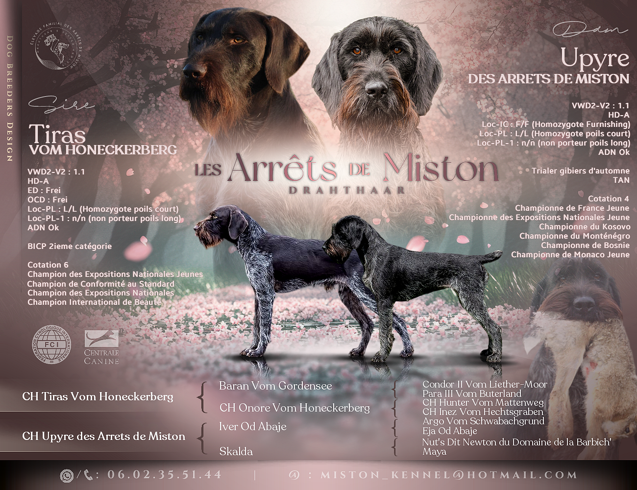 Des Arrêts De Miston - Chien d'arrêt allemand à poil dur - Portée née le 10/05/2026