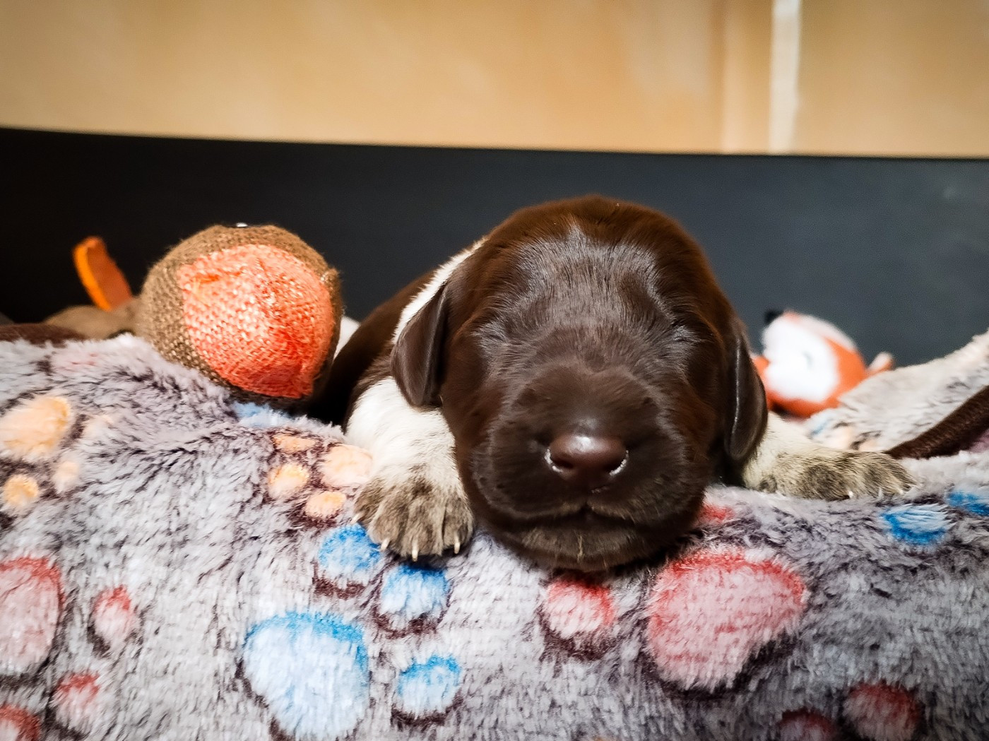Des Arrêts De Miston - Chiots disponibles - Chien d'arrêt allemand à poil dur