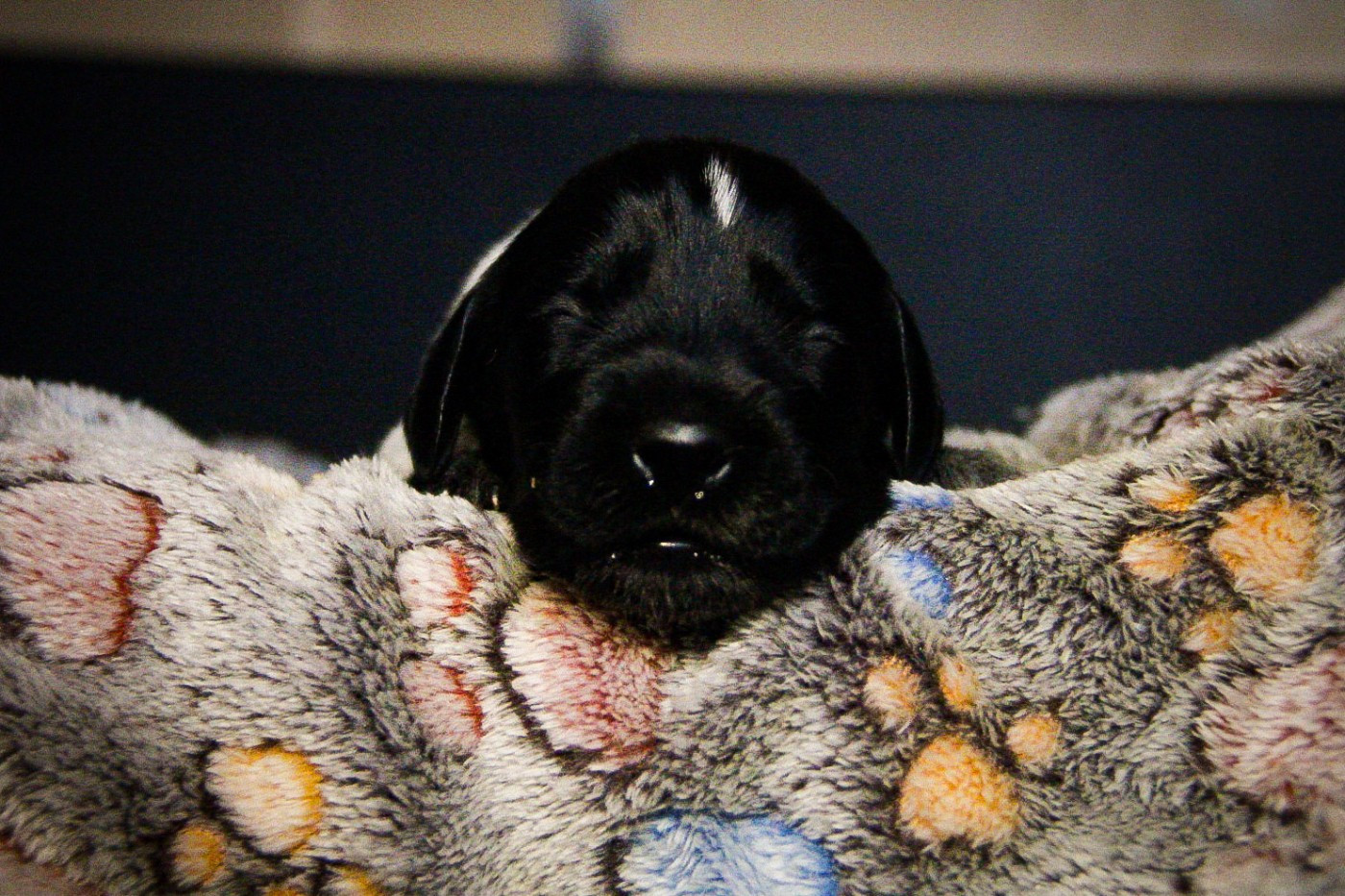 Des Arrêts De Miston - Chiots disponibles - Chien d'arrêt allemand à poil dur