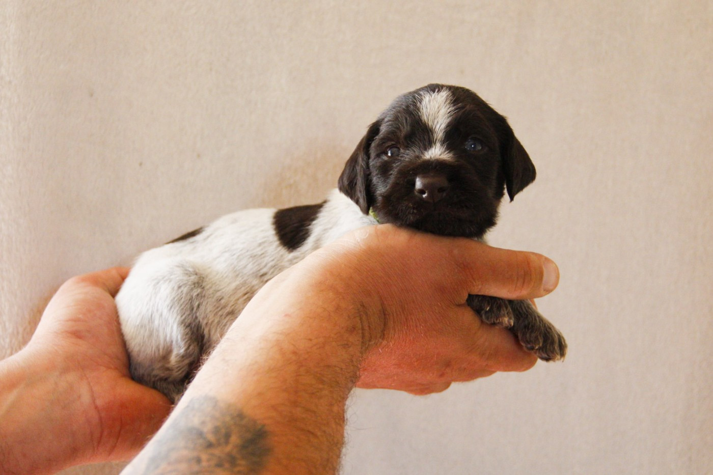 Des Arrêts De Miston - Chiots disponibles - Chien d'arrêt allemand à poil dur