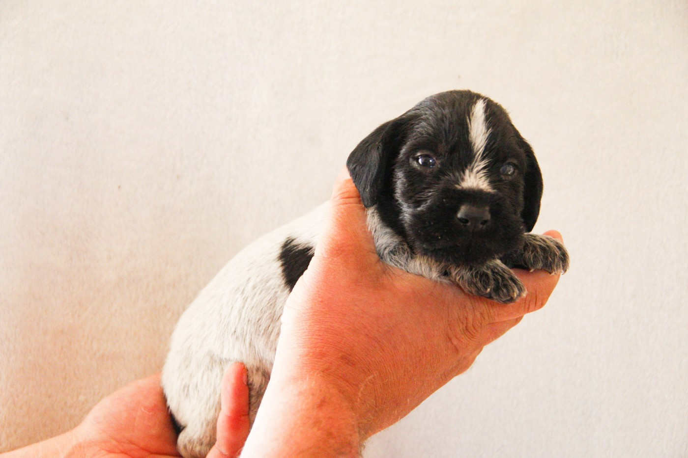 Des Arrêts De Miston - Chiots disponibles - Chien d'arrêt allemand à poil dur