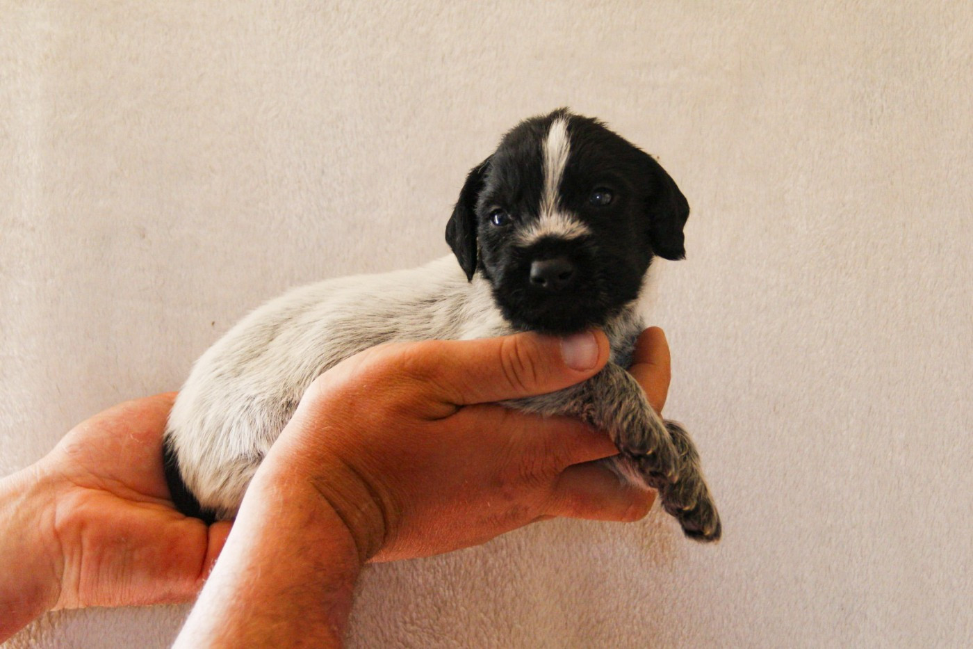 Des Arrêts De Miston - Chiots disponibles - Chien d'arrêt allemand à poil dur