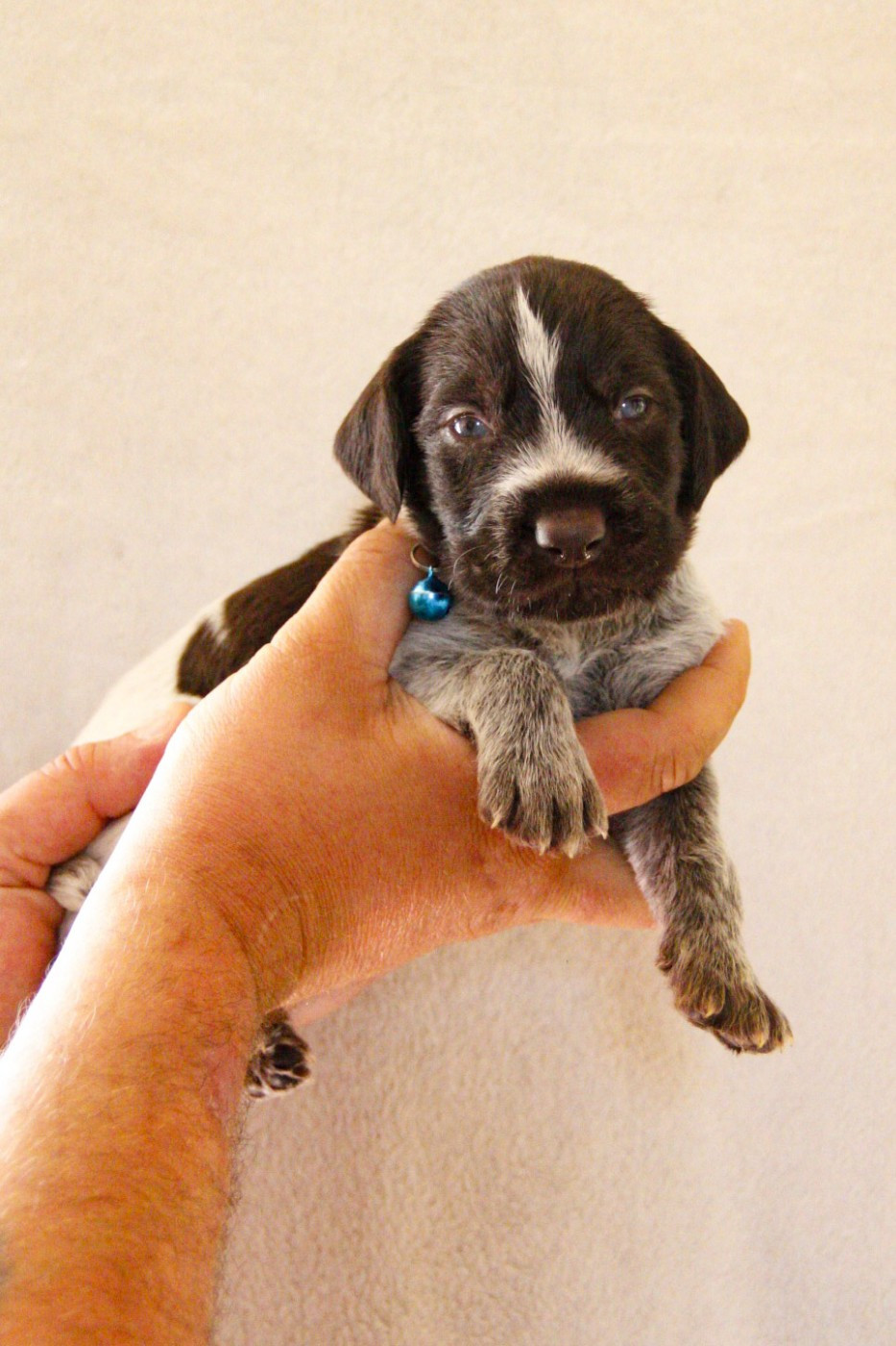 Des Arrêts De Miston - Chiots disponibles - Chien d'arrêt allemand à poil dur