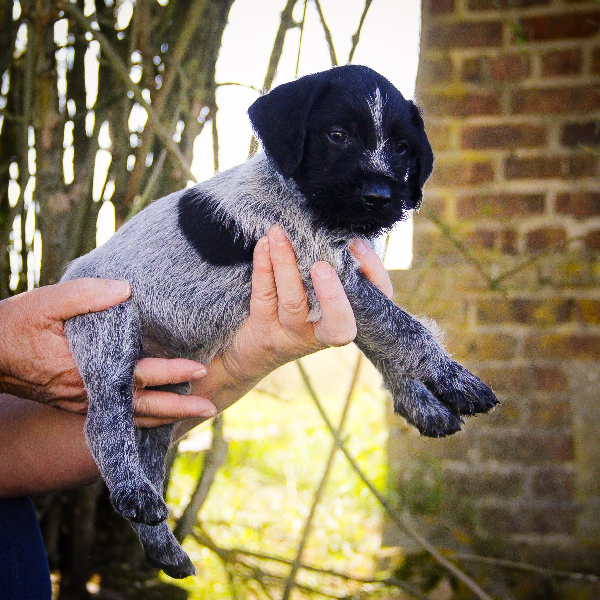 Des Arrêts De Miston - Chiots disponibles - Chien d'arrêt allemand à poil dur