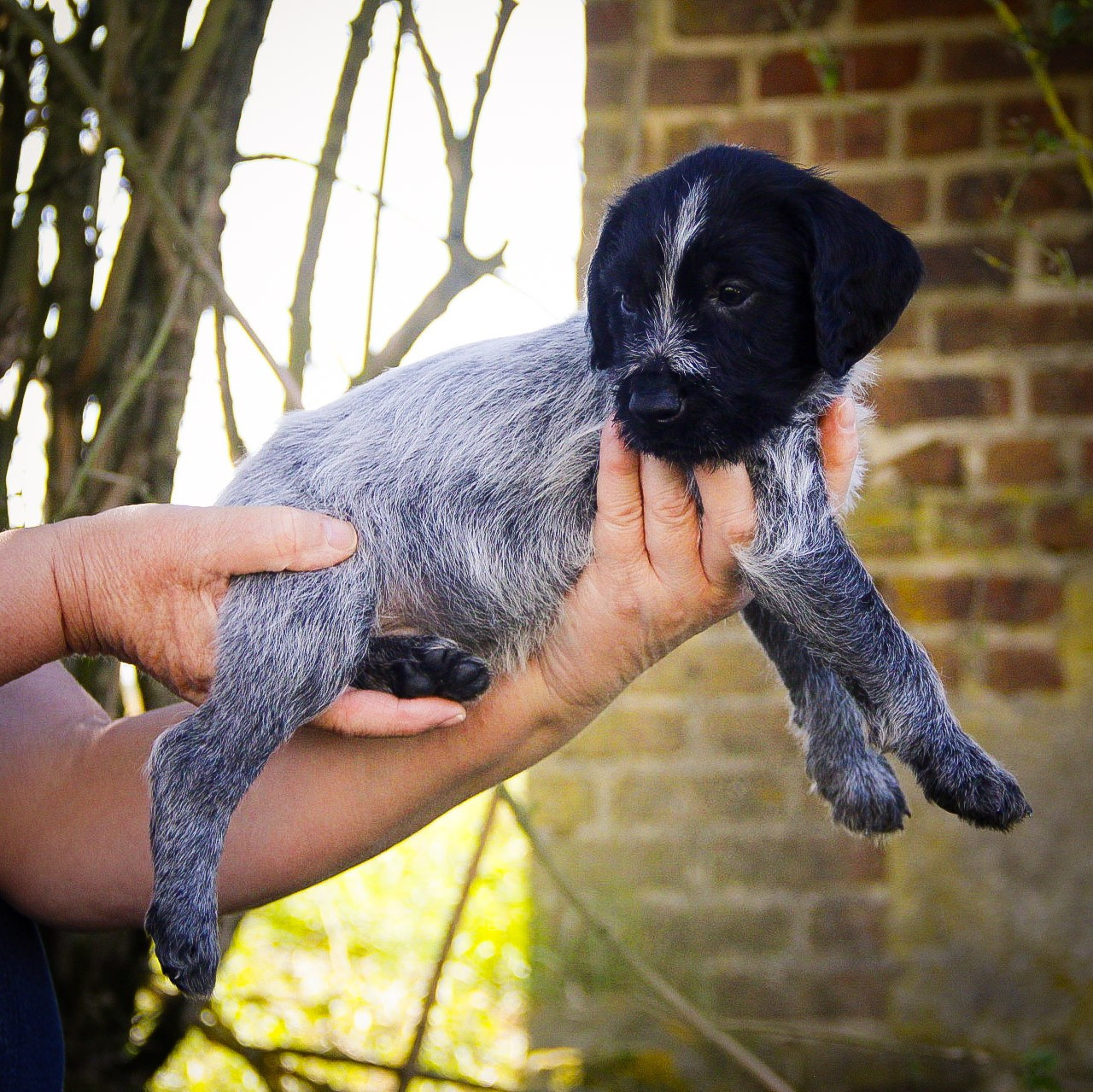 Des Arrêts De Miston - Chiots disponibles - Chien d'arrêt allemand à poil dur