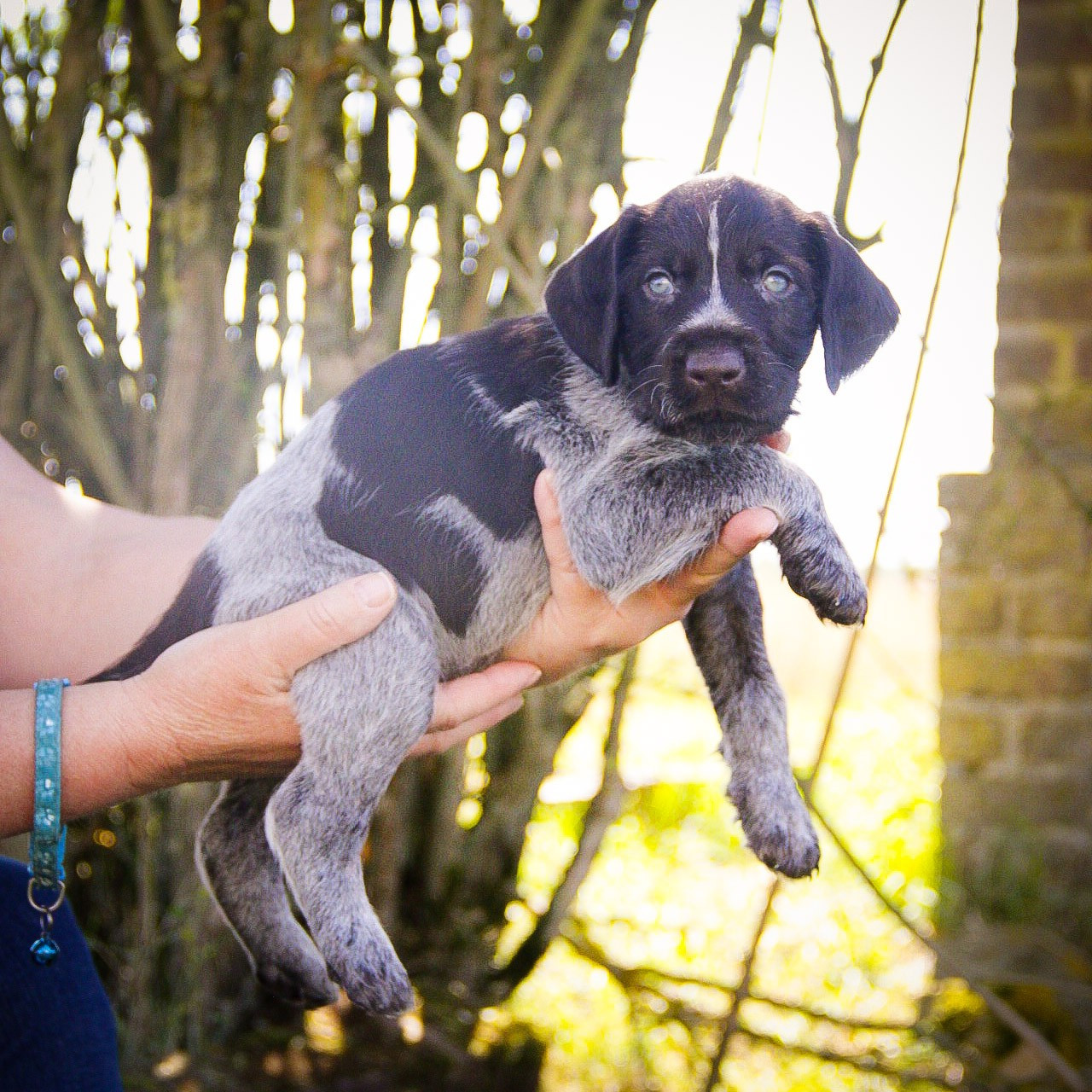 Des Arrêts De Miston - Chiots disponibles - Chien d'arrêt allemand à poil dur