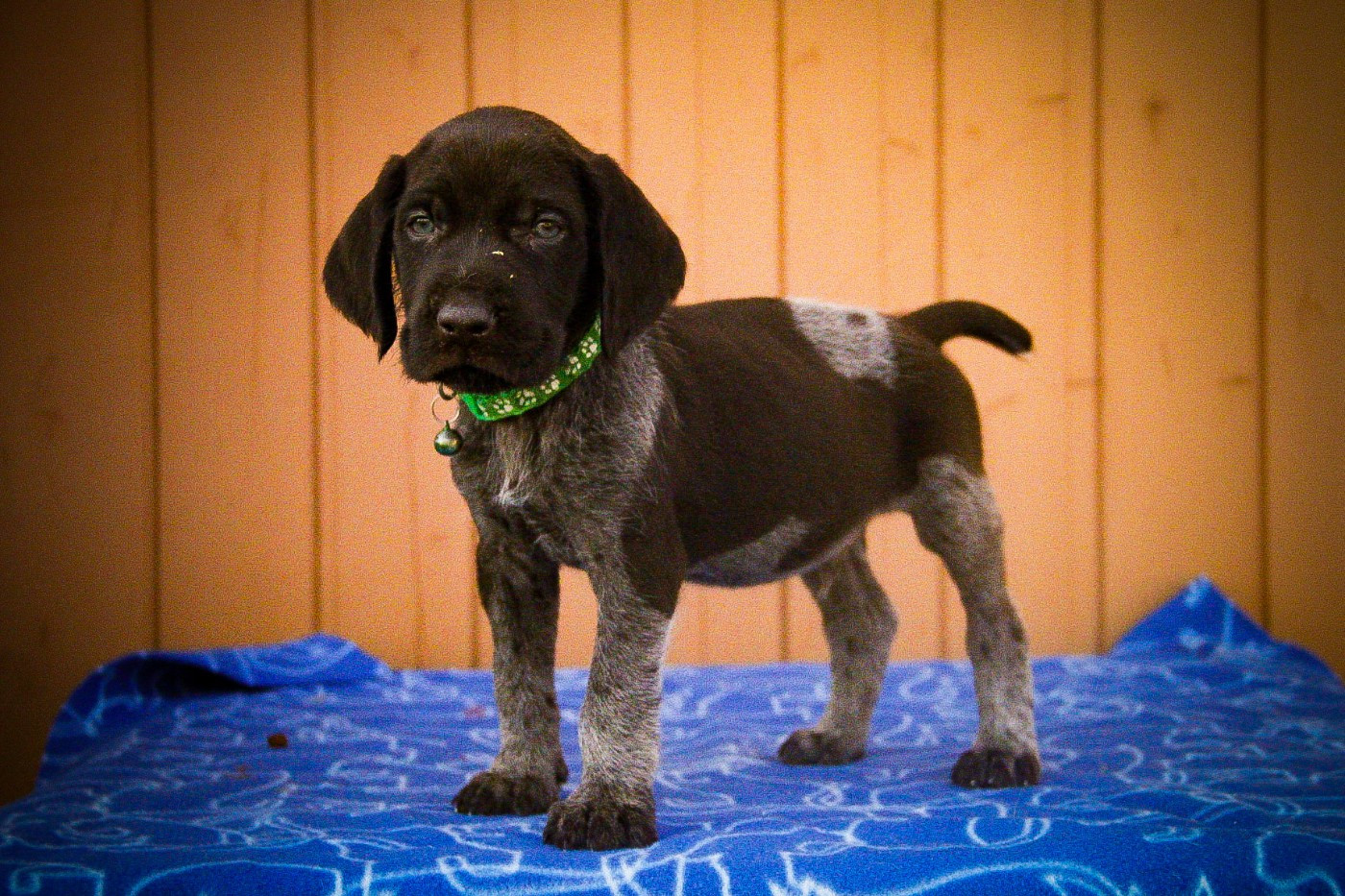 Des Arrêts De Miston - Chiots disponibles - Chien d'arrêt allemand à poil dur