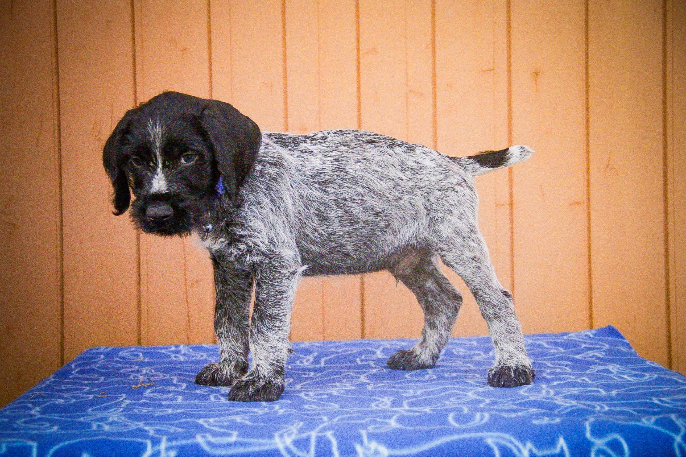Des Arrêts De Miston - Chiots disponibles - Chien d'arrêt allemand à poil dur