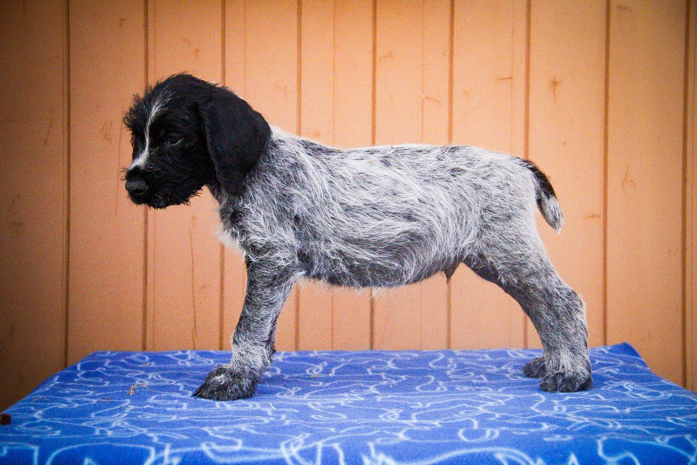 Des Arrêts De Miston - Chiots disponibles - Chien d'arrêt allemand à poil dur