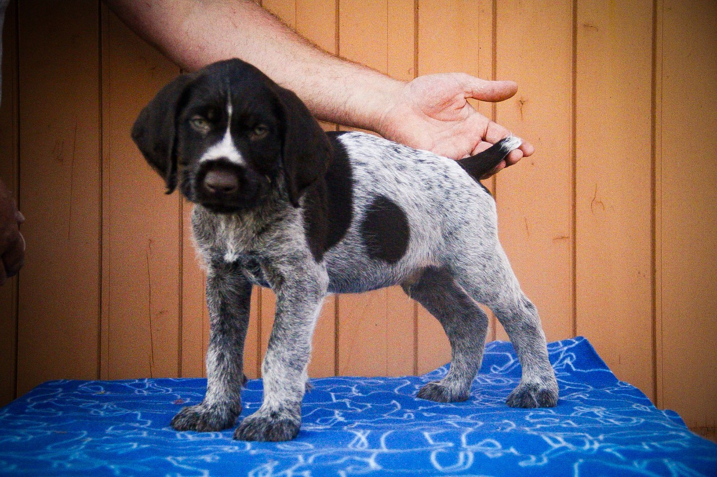 Des Arrêts De Miston - Chiots disponibles - Chien d'arrêt allemand à poil dur