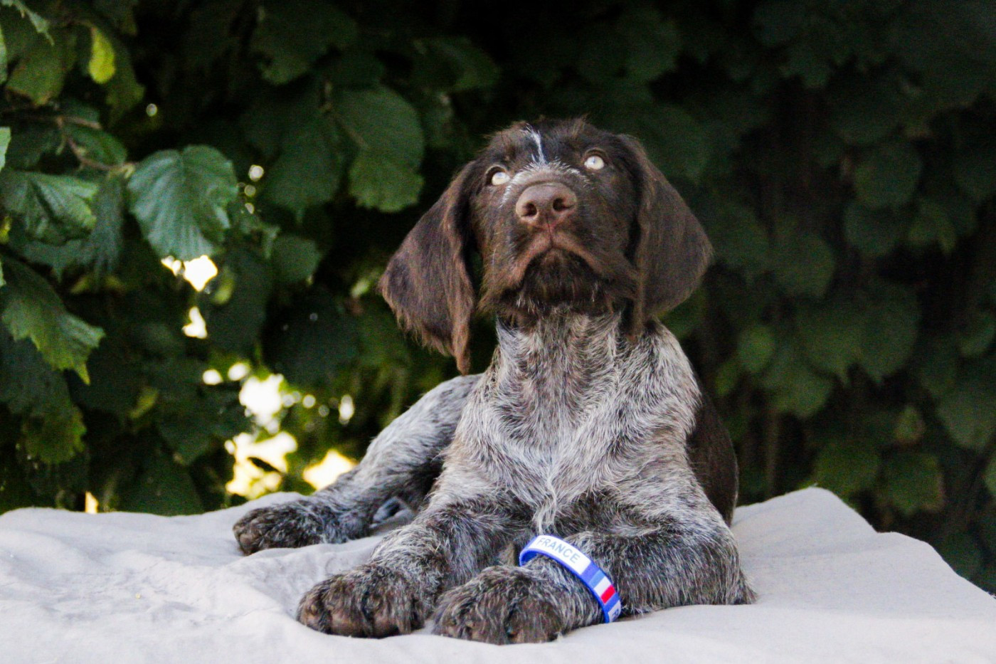 Des Arrêts De Miston - Chiots disponibles - Chien d'arrêt allemand à poil dur