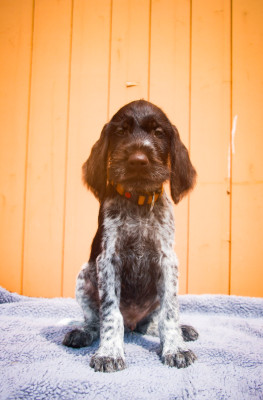 Athos