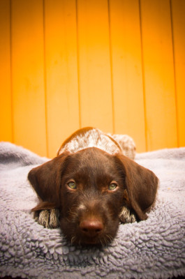 Achille